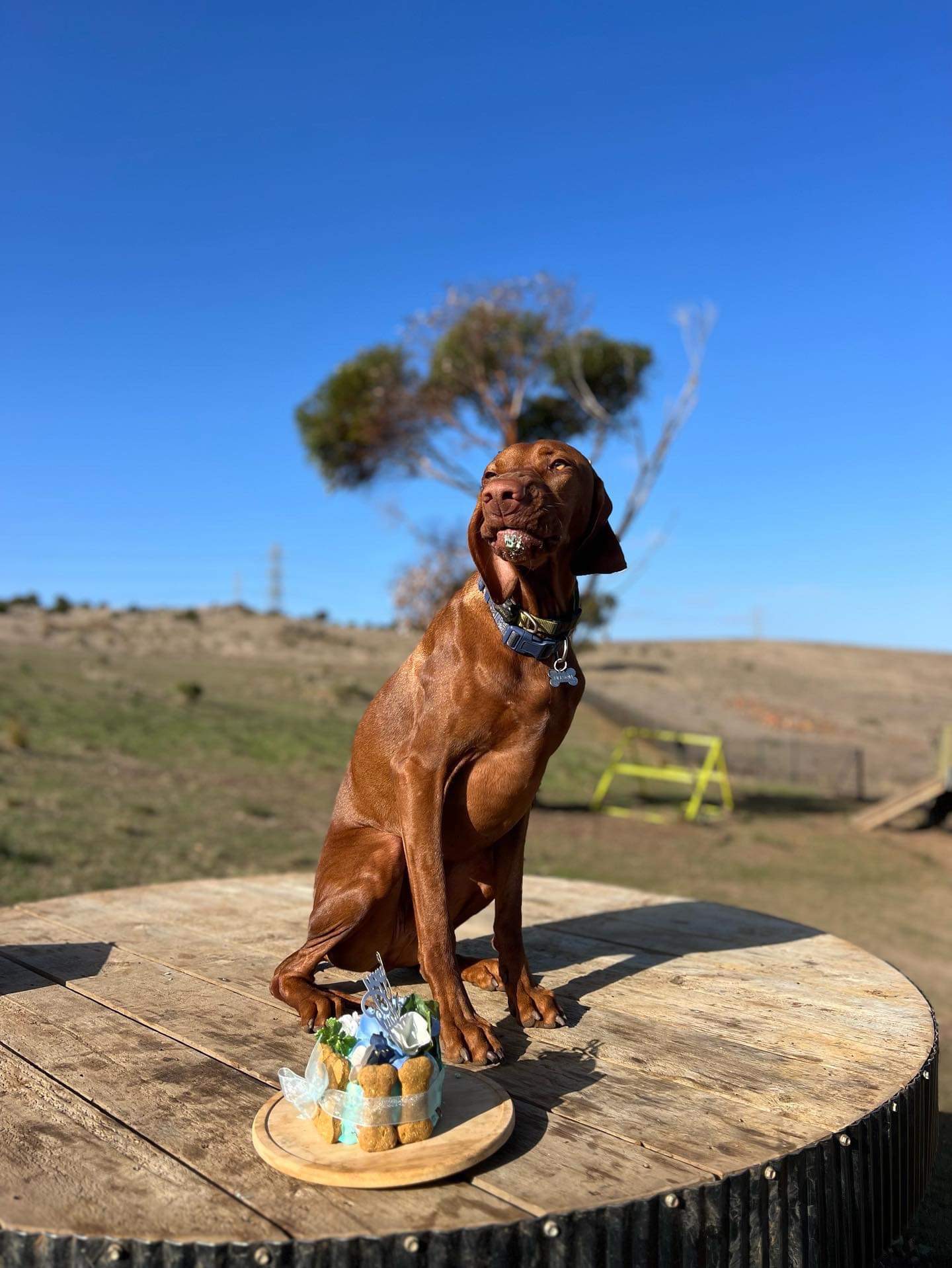 Nelson, a Vizsla, sitting on a wooden table outdoors with a treat-cake in front of him