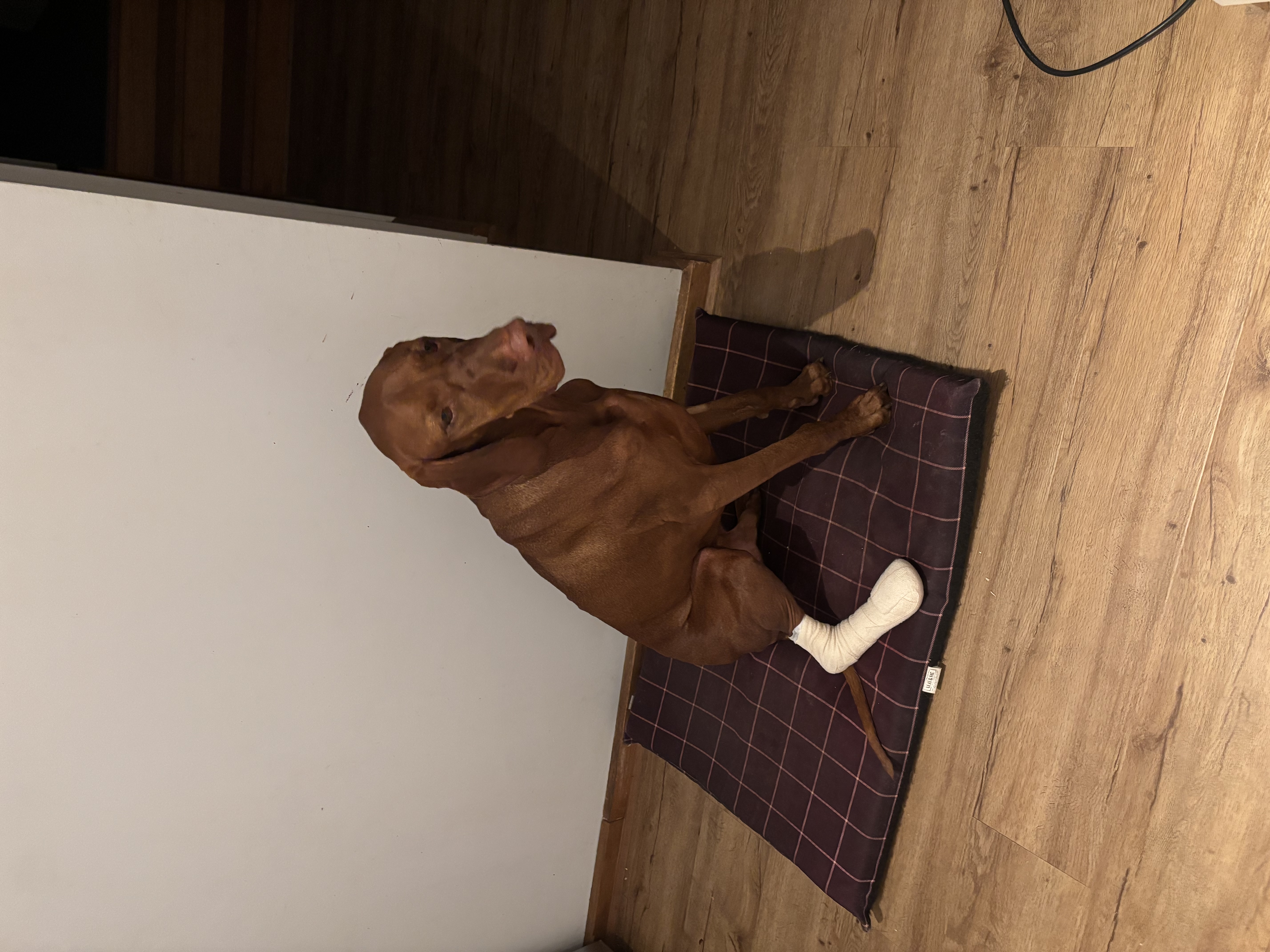 Nelson sitting on his dog bed with his back leg bandaged after escaping during a storm